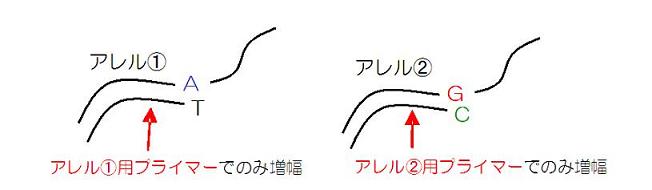 アレル特異的PCR模式図