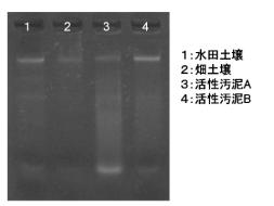 DS-E泳動