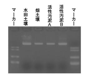 DS-E泳動2